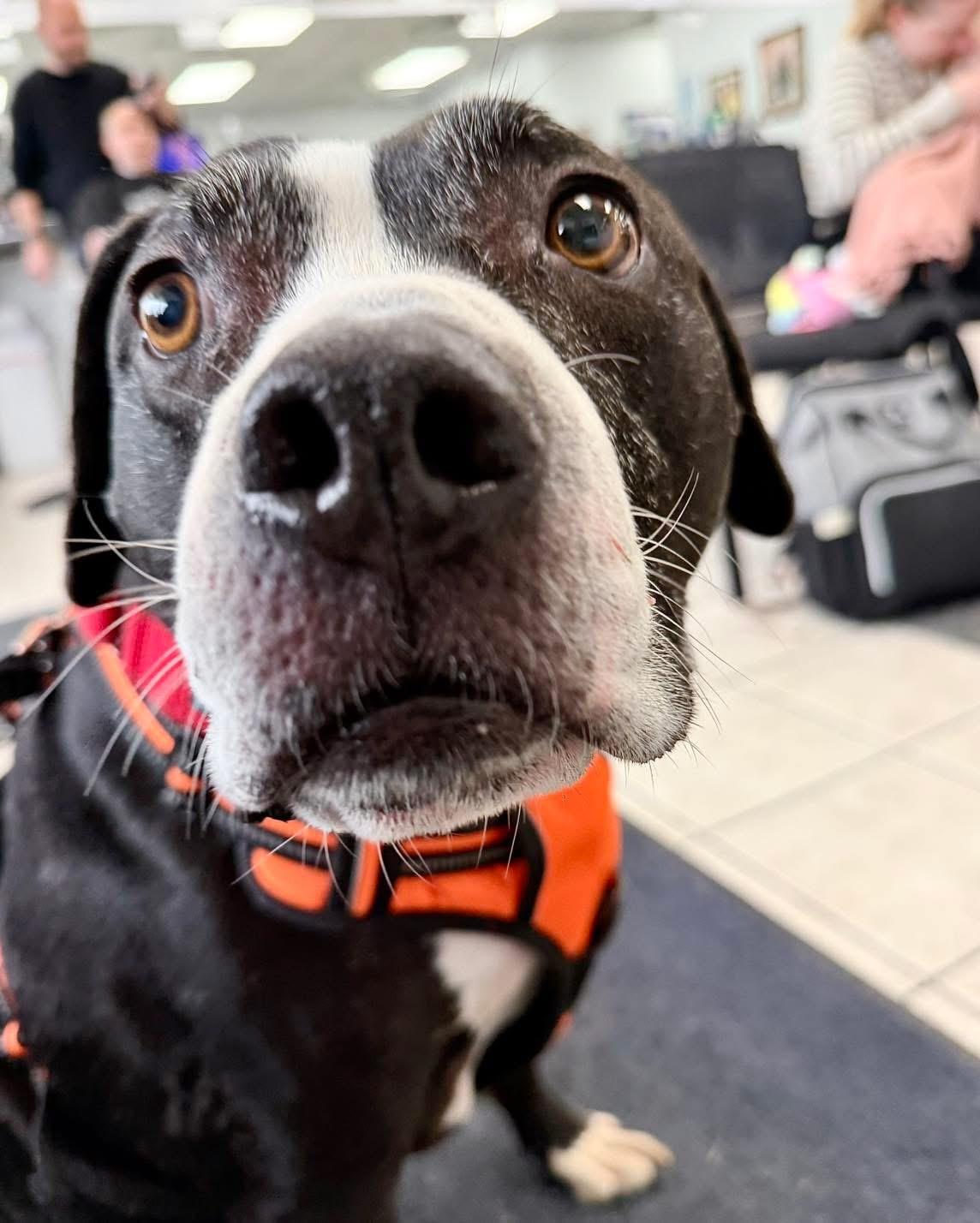 Enlarge Chance, a ADOPTABLE mixed breed in Youngstown, OH image 3/6