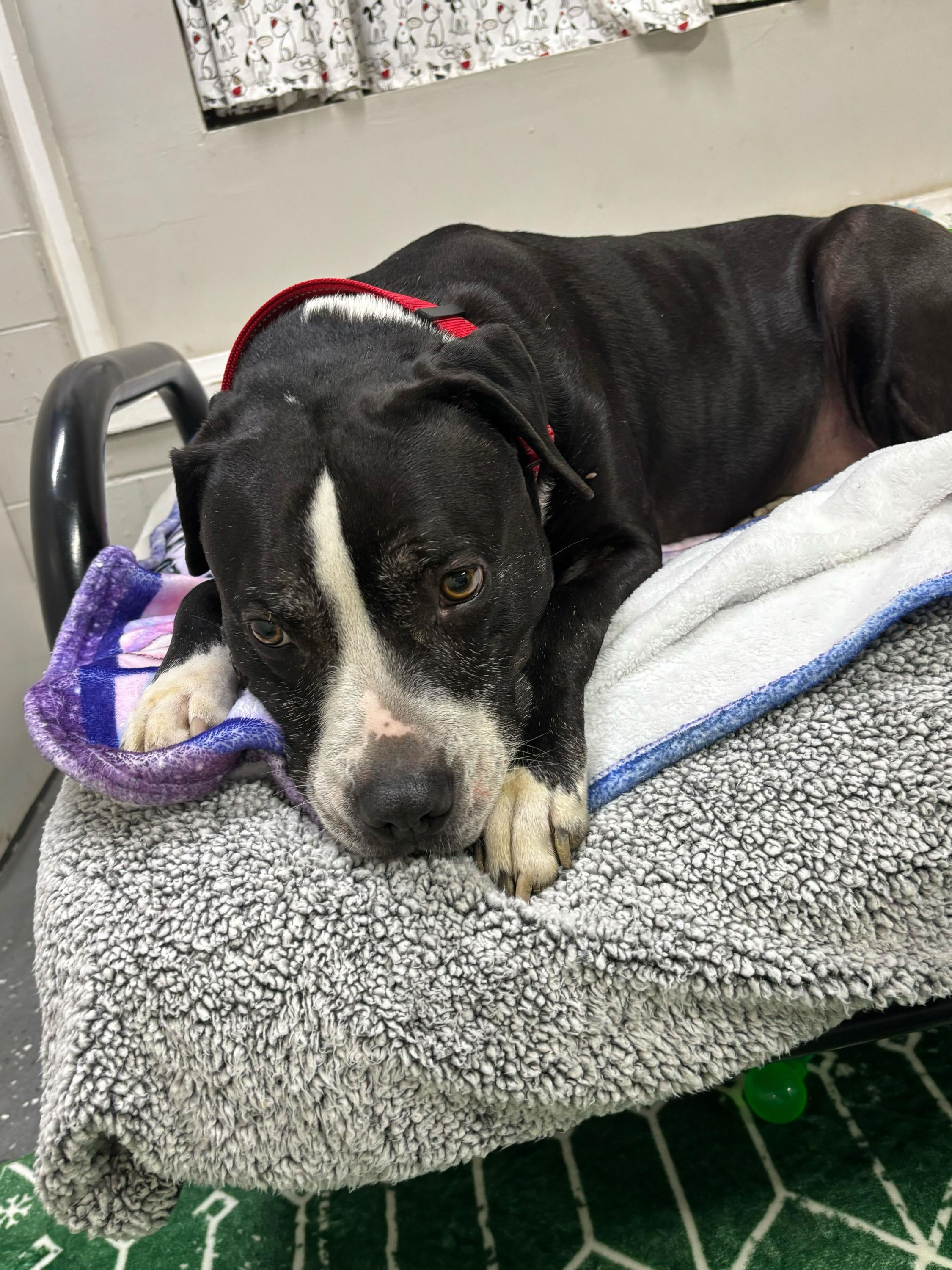 Enlarge Chance, a ADOPTABLE mixed breed in Youngstown, OH image 6/6