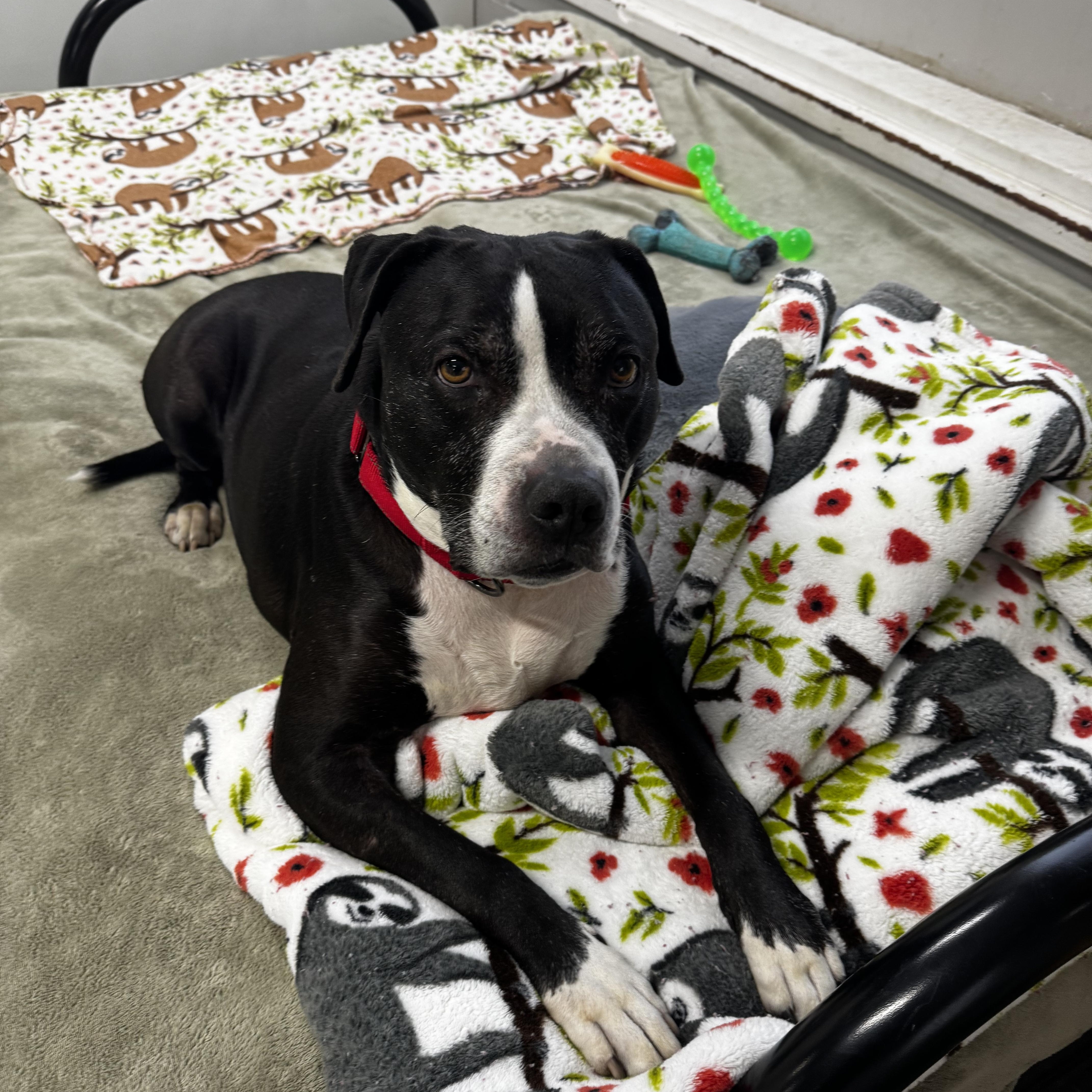 Enlarge Chance, a ADOPTABLE mixed breed in Youngstown, OH image 2/6