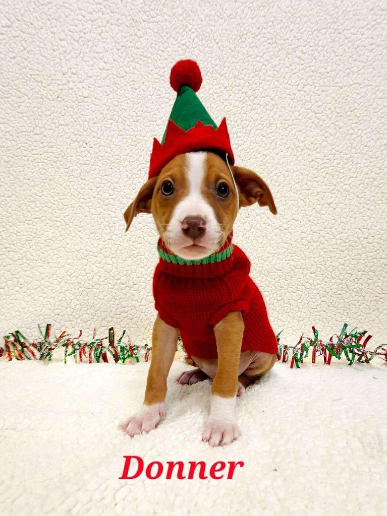 Donner, Adopted, Puppy Male Chihuahua & Pit Bull Terrier.