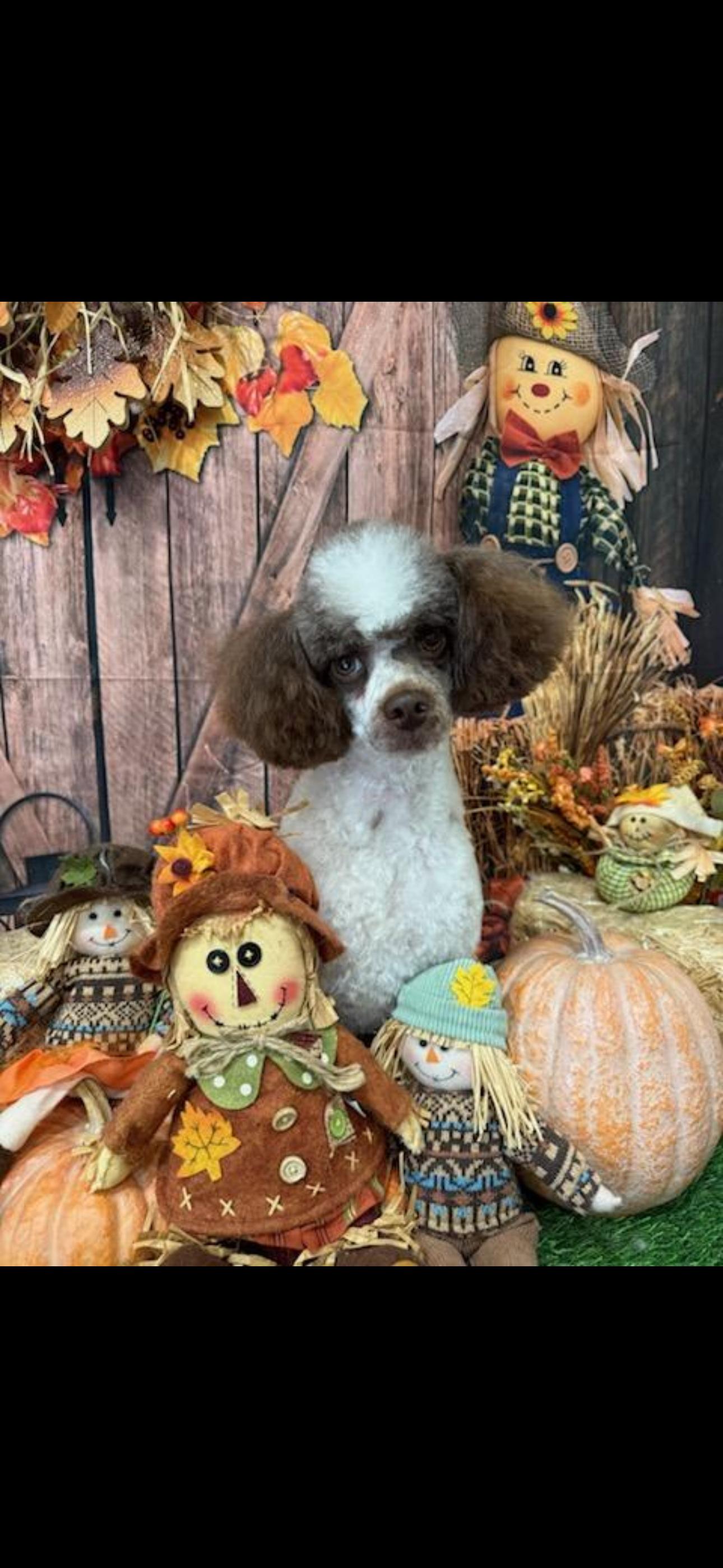 Einstein, a Adoptable Miniature Poodle in Zanesville, OH image 1/2
