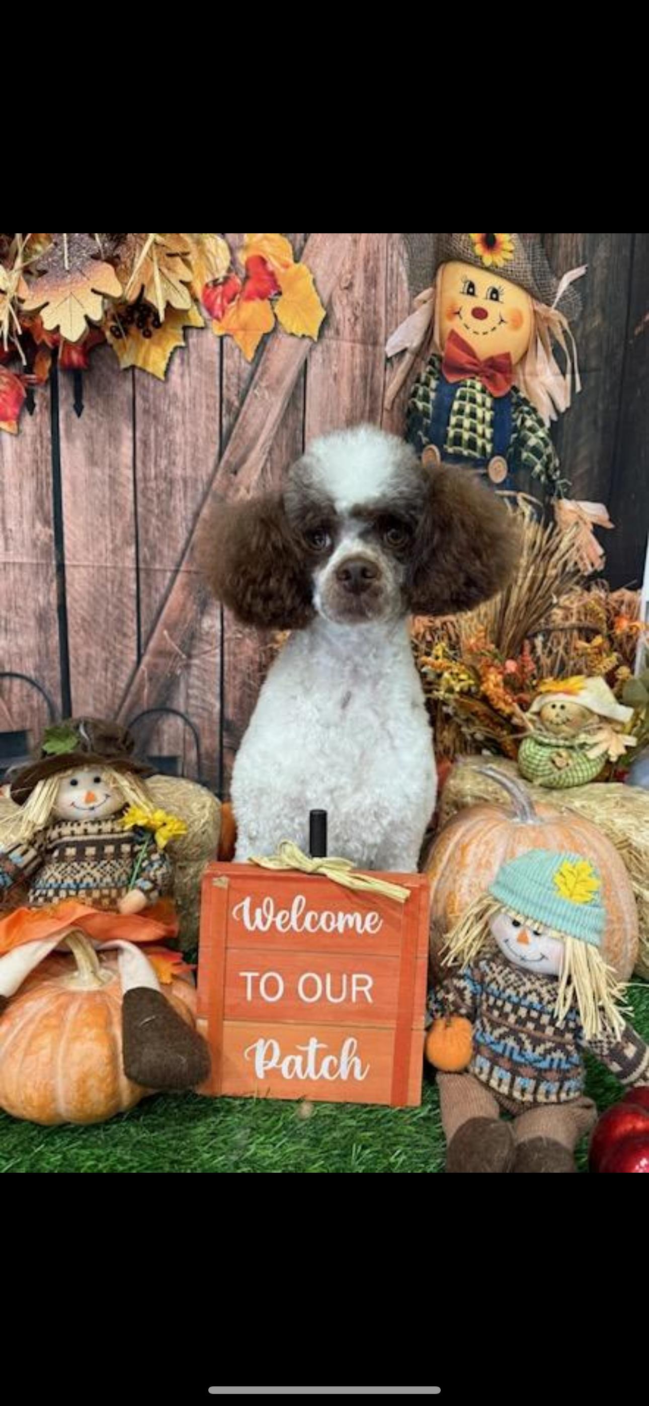Einstein, a Adoptable Miniature Poodle in Zanesville, OH image 2/2