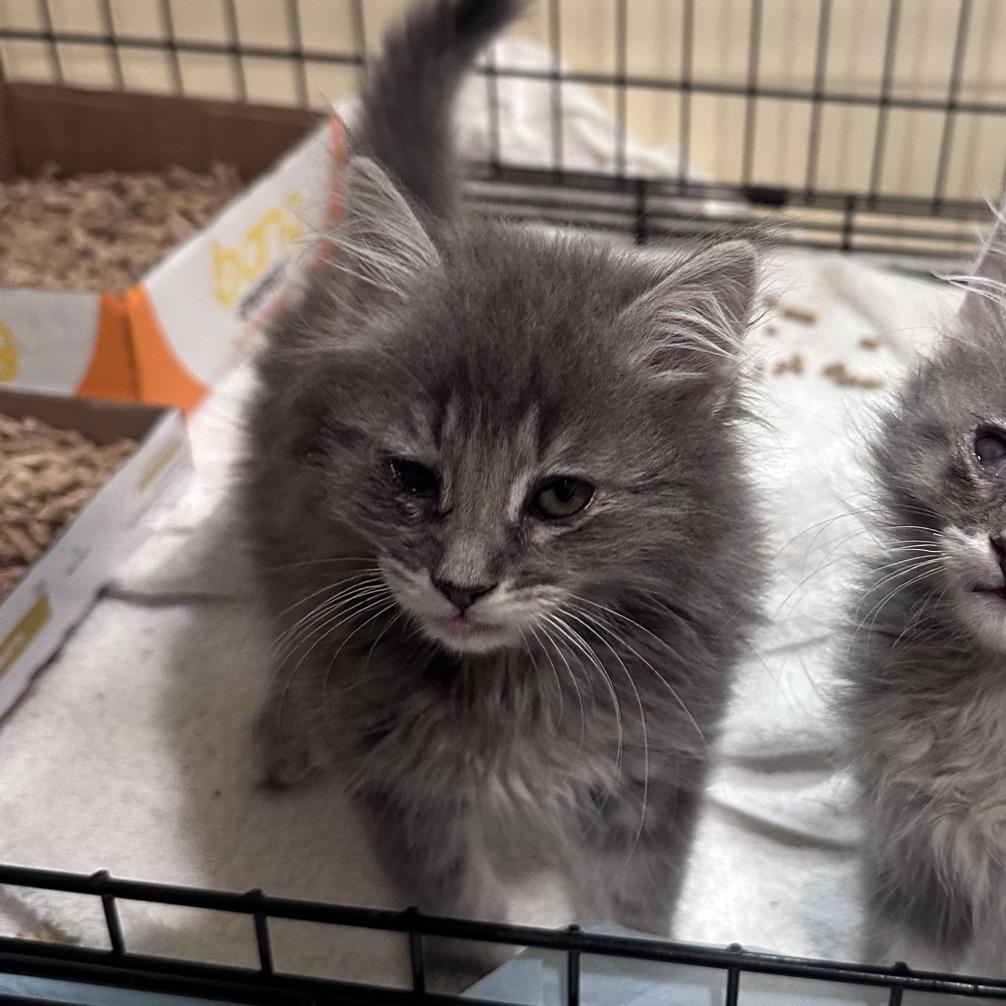 Sansa, Adoptable, Kitten Female Domestic Long Hair.