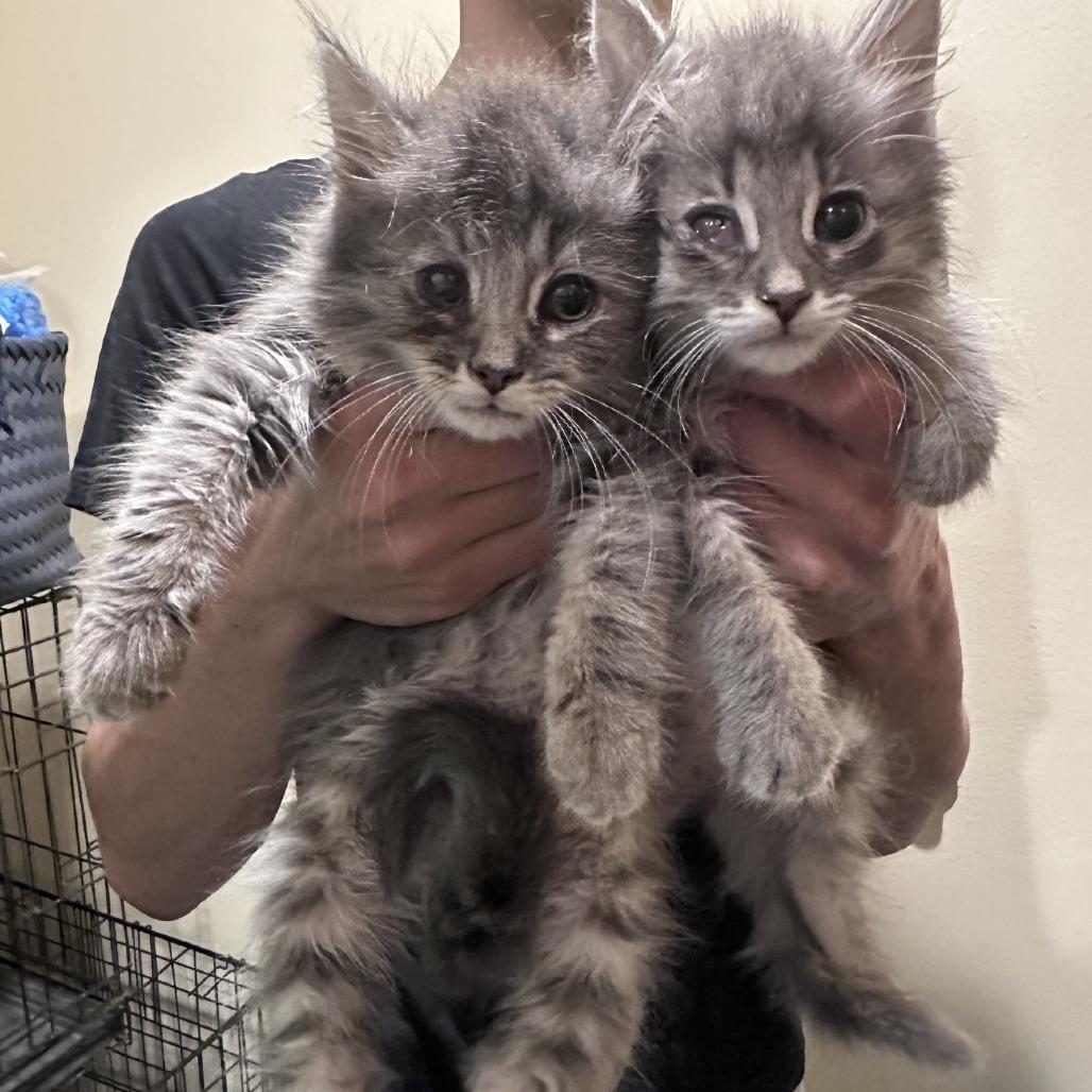 Sansa, a Adoptable Domestic Long Hair in Branson, MO image 2/6