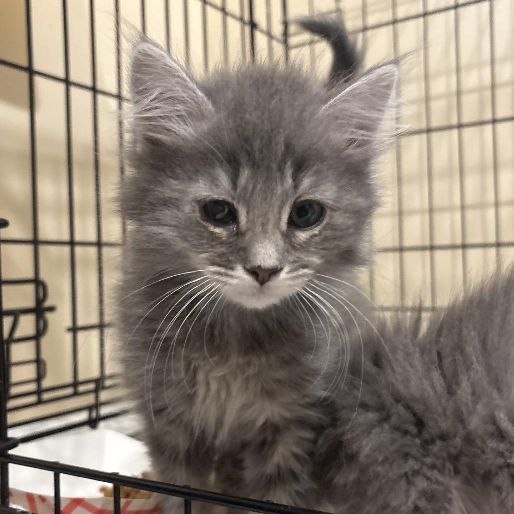 Sansa, a Adoptable Domestic Long Hair in Branson, MO image 3/6