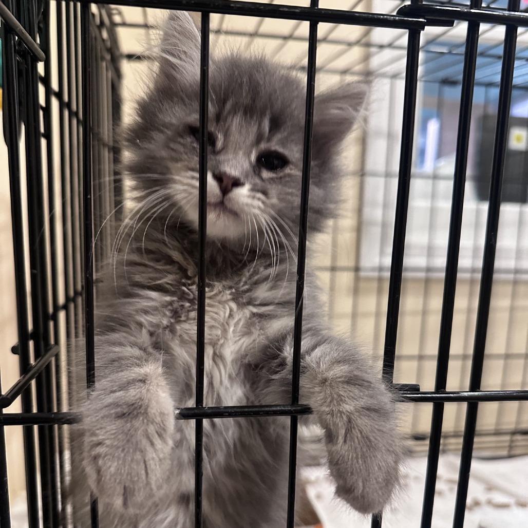 Sansa, a Adoptable Domestic Long Hair in Branson, MO image 4/6