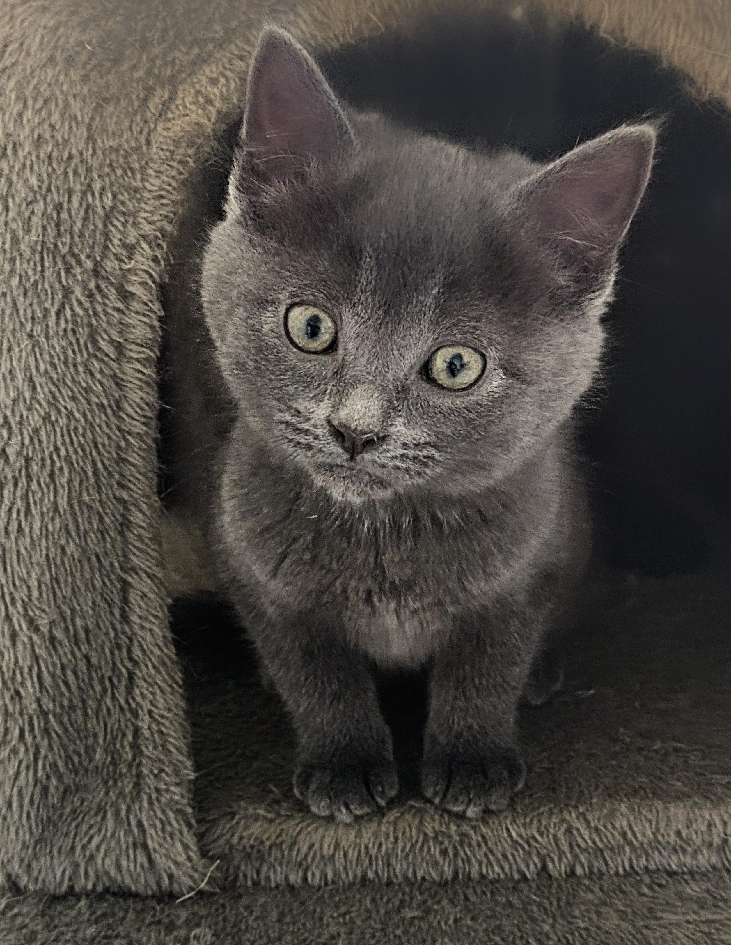 Cirrus, an adopted mixed breed in Bonnyville, AB image 2/3