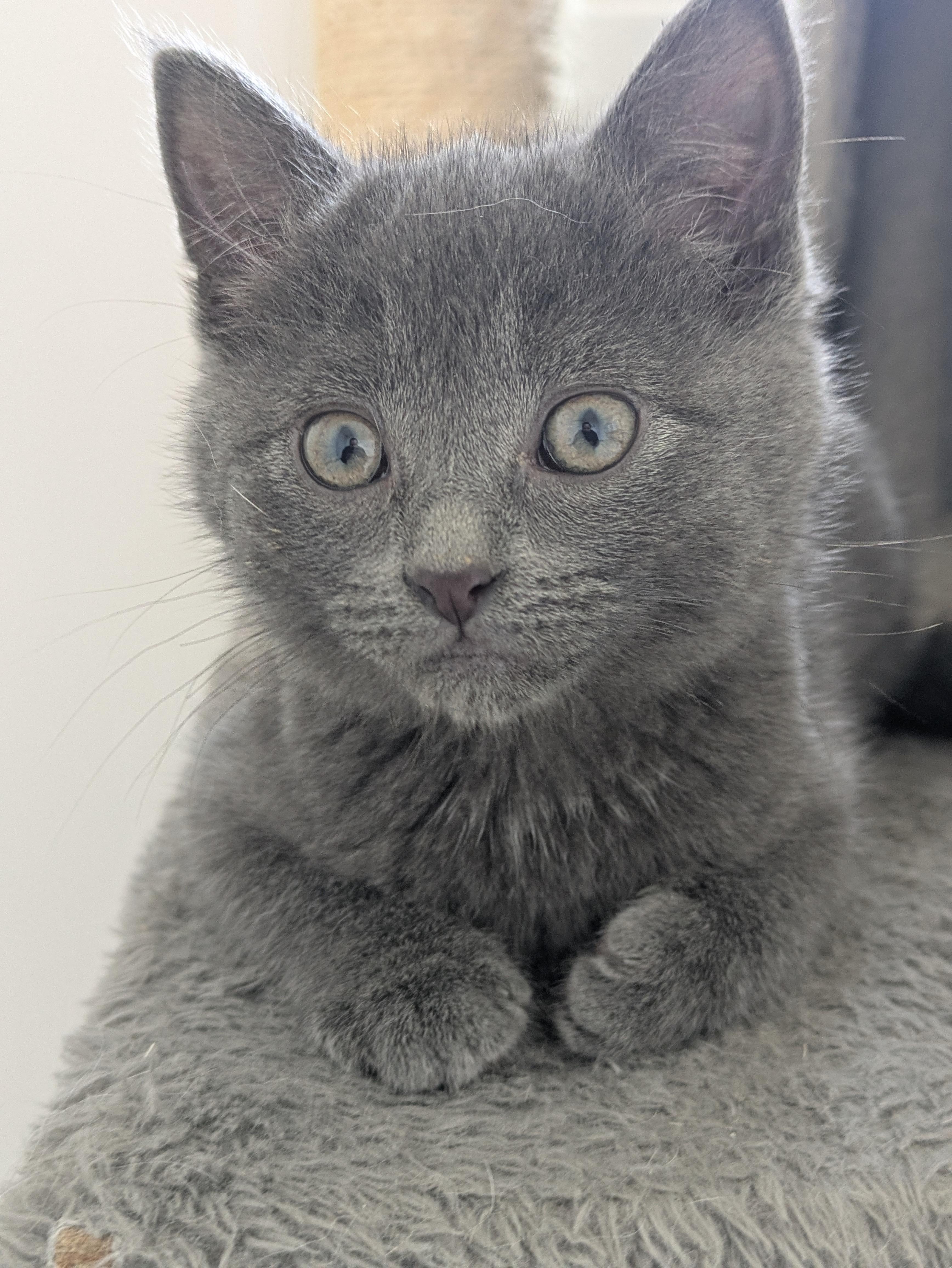 Cirrus, an adopted mixed breed in Bonnyville, AB image 3/3