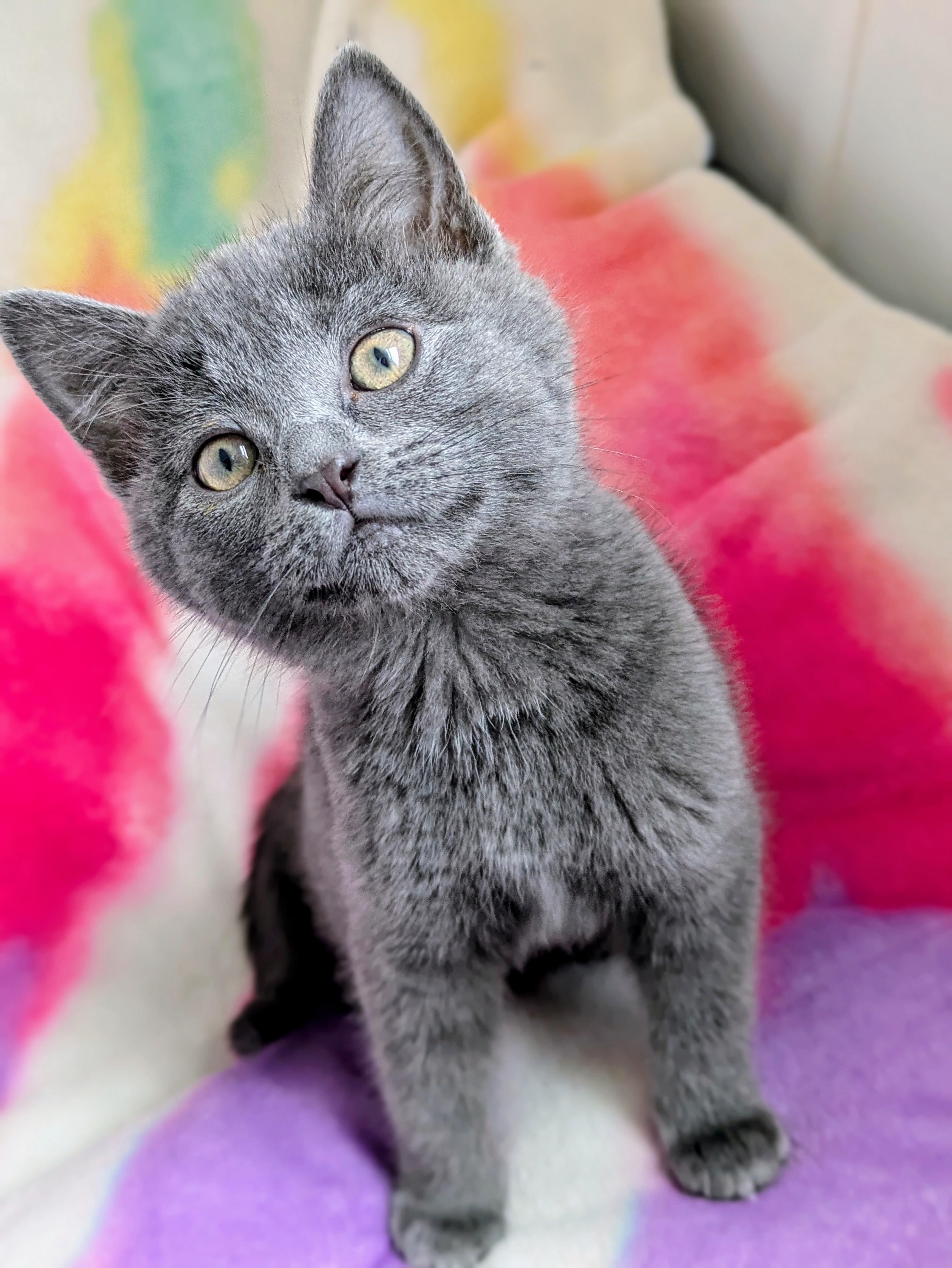 Cirrus, an adopted mixed breed in Bonnyville, AB image 1/3
