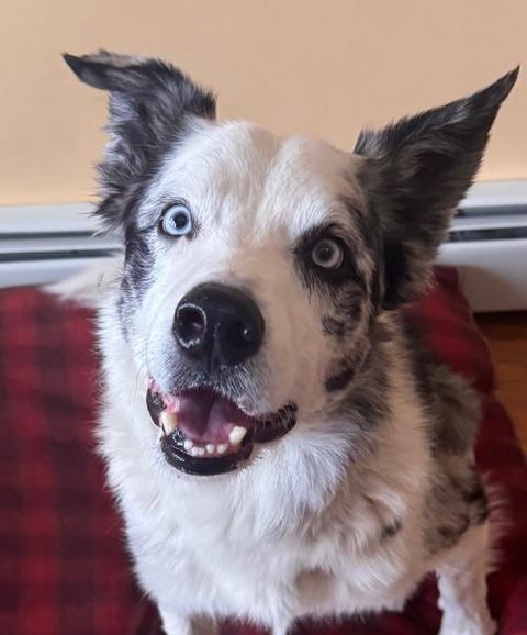 Steele, ADOPTABLE, Adult Male Border Collie.