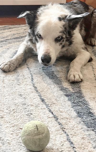 Steele — thumbnail 3