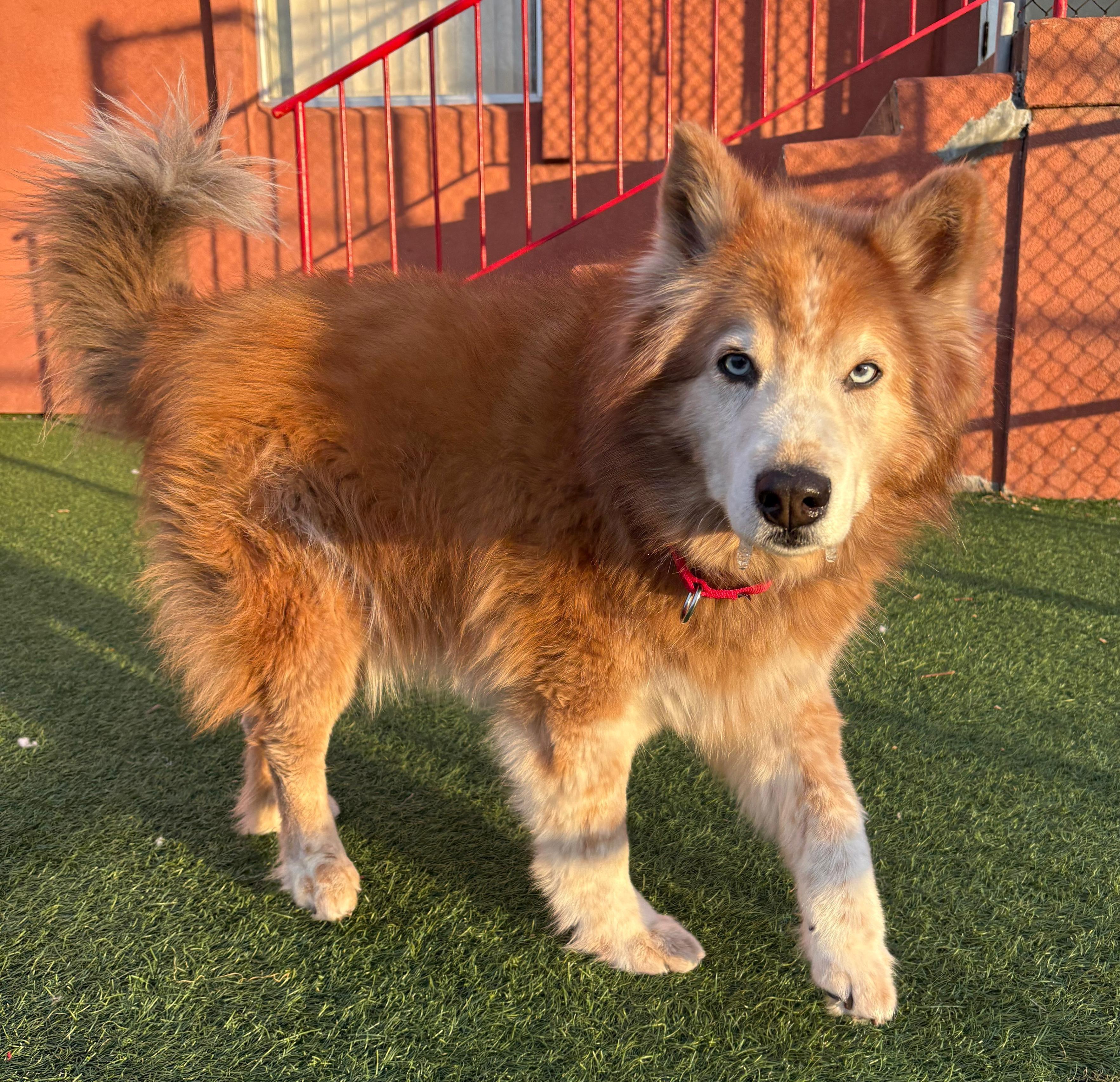 Enlarge Bolero, an adopted mixed breed in Norwalk, CT image 3/4
