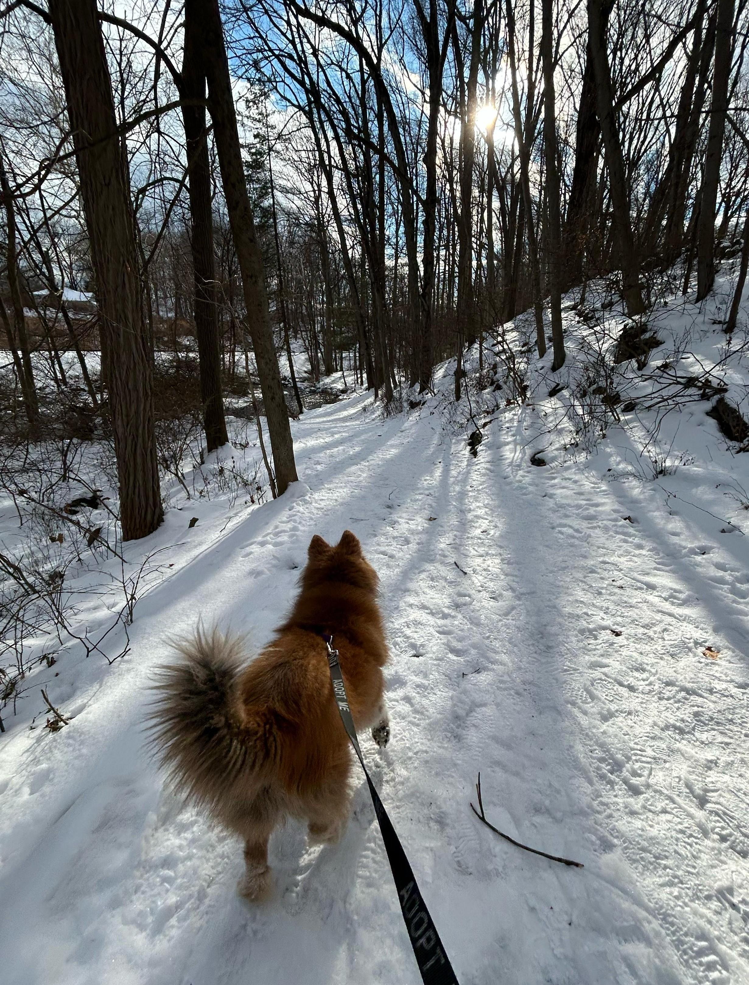 Enlarge Bolero, an adopted mixed breed in Norwalk, CT image 4/4