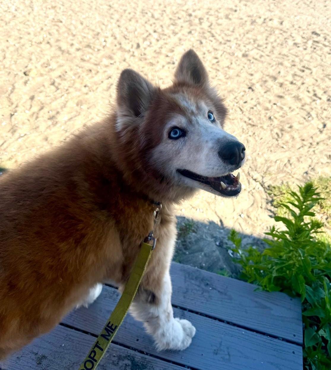 Enlarge Bolero, an adopted mixed breed in Norwalk, CT image 2/4