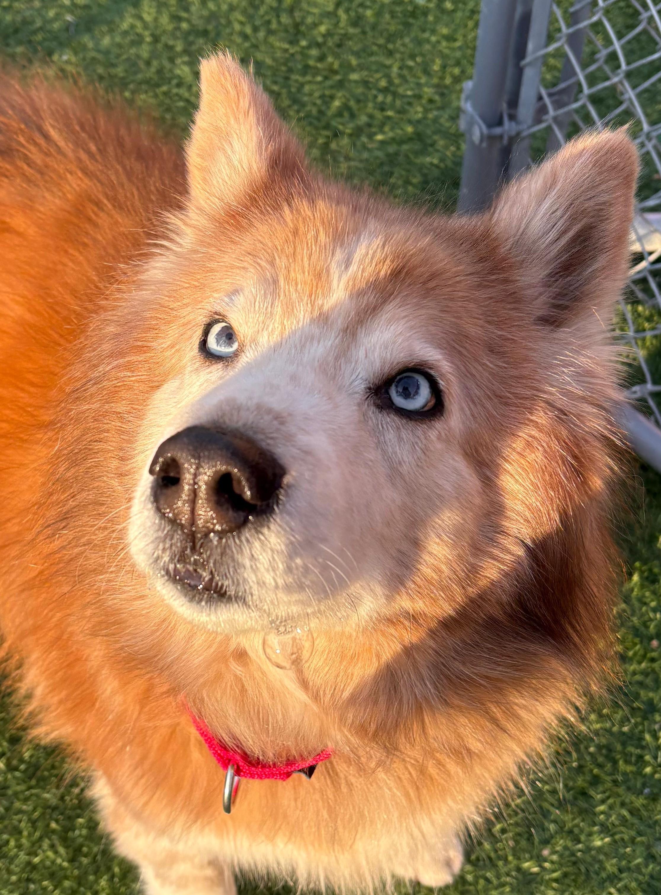 Enlarge Bolero, an adopted mixed breed in Norwalk, CT image 1/4