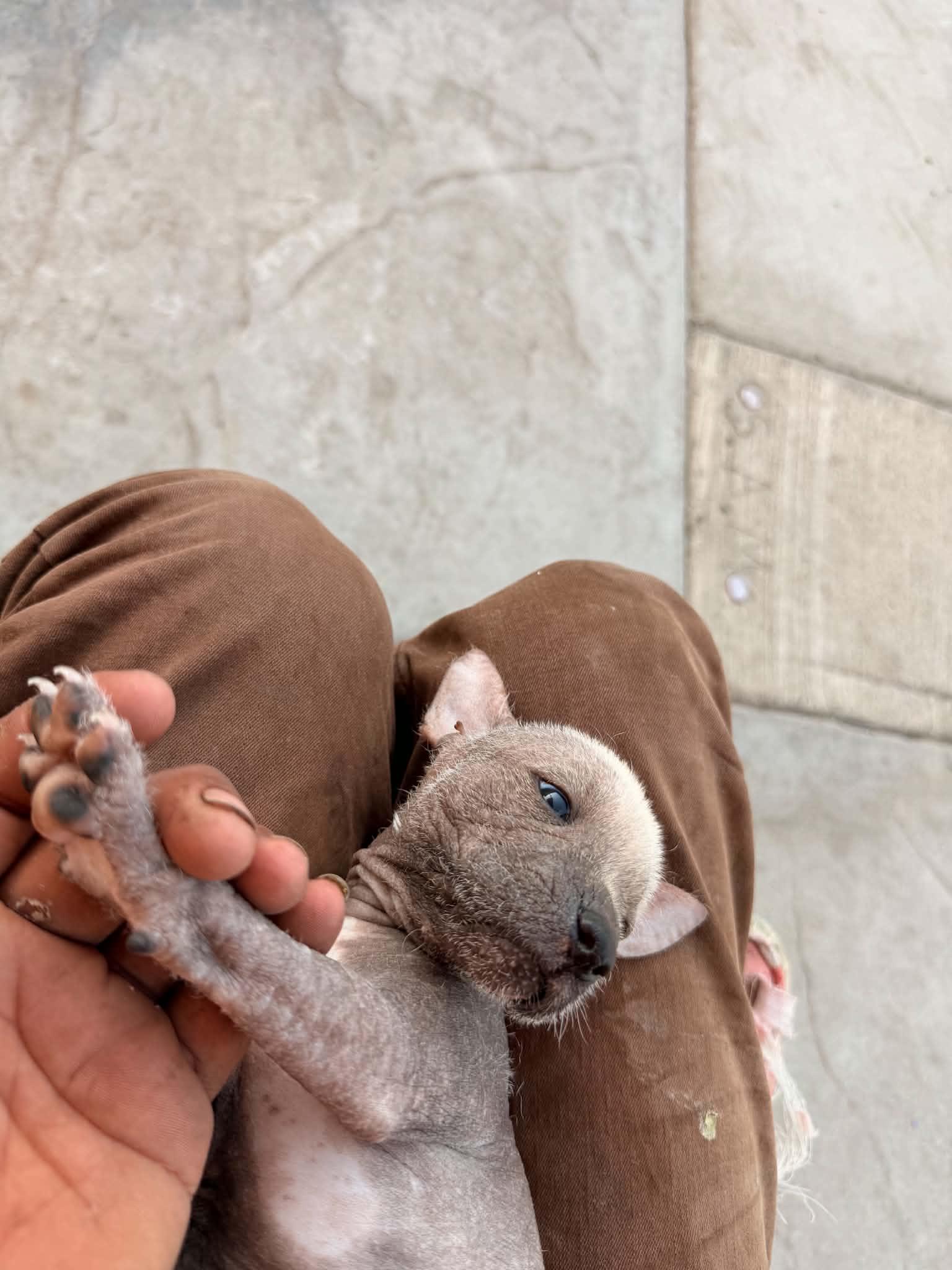 Enlarge Ragnar, a Adoptable Xoloitzcuintli / Mexican Hairless in Corona, CA image 4/4