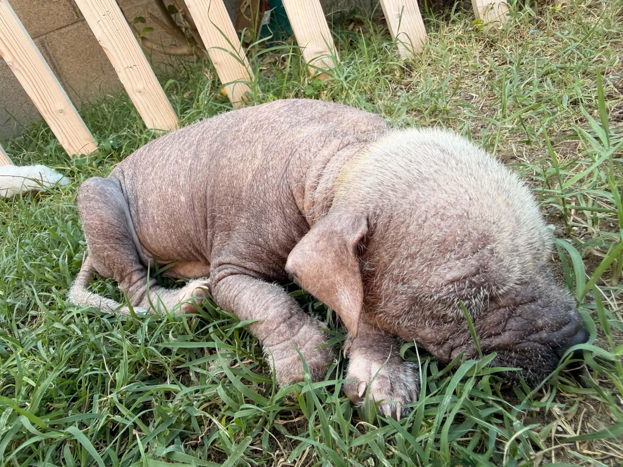 Enlarge Ragnar, a Adoptable Xoloitzcuintli / Mexican Hairless in Corona, CA image 2/4