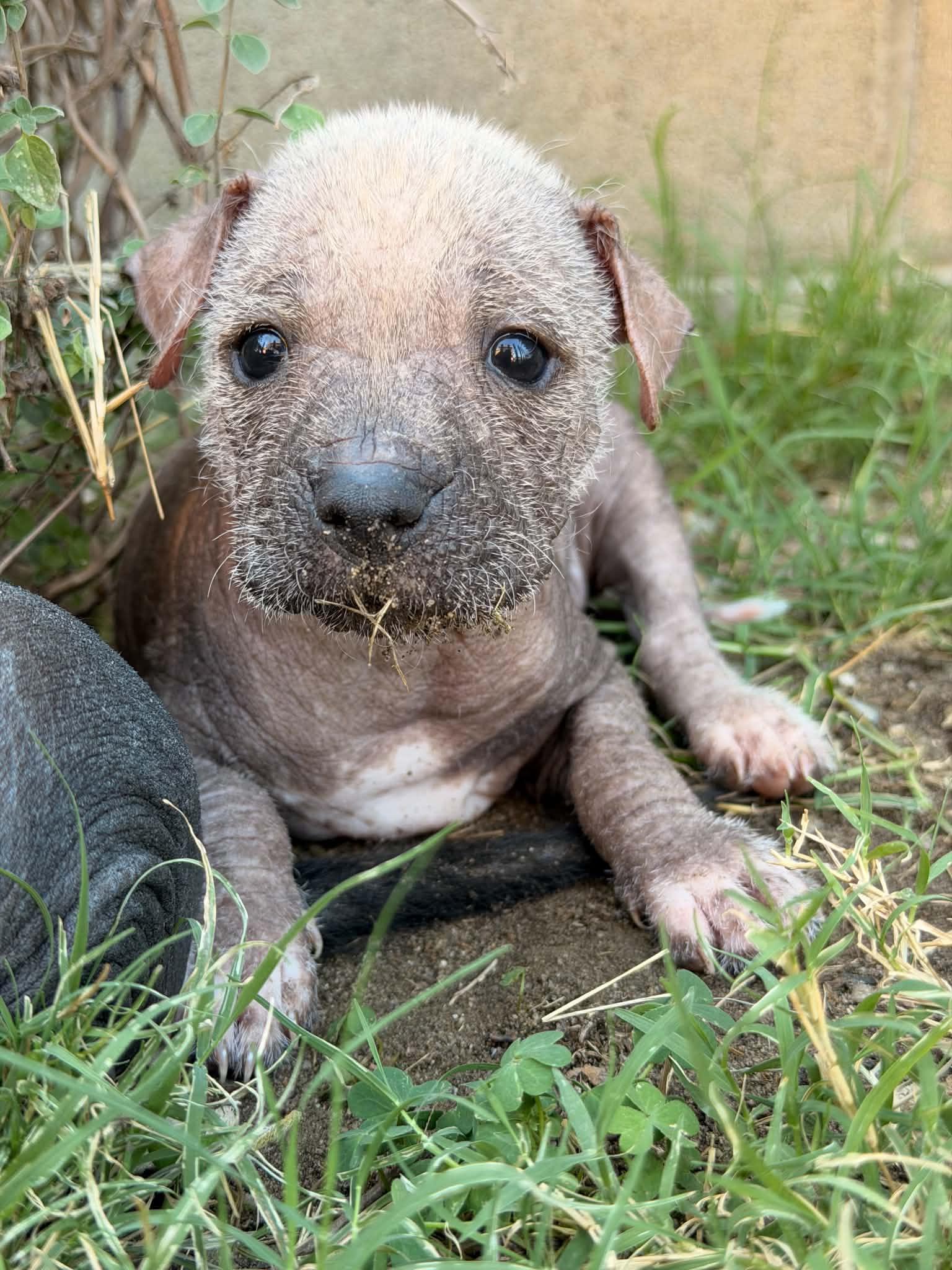 Ragnar, Adoptable, Puppy Male Xoloitzcuintli / Mexican Hairless.