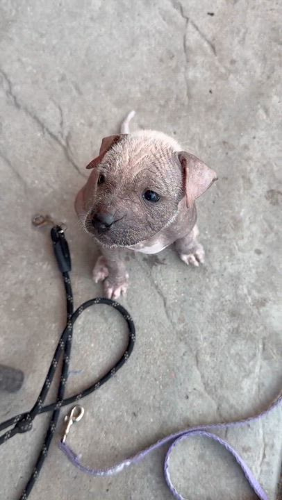 Enlarge Ragnar, a Adoptable Xoloitzcuintli / Mexican Hairless in Corona, CA video 3/4
