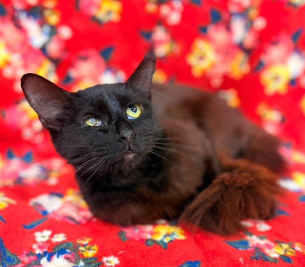 Enlarge Ramona, a Adoptable mixed breed in Corpus Christi, TX image 2/2