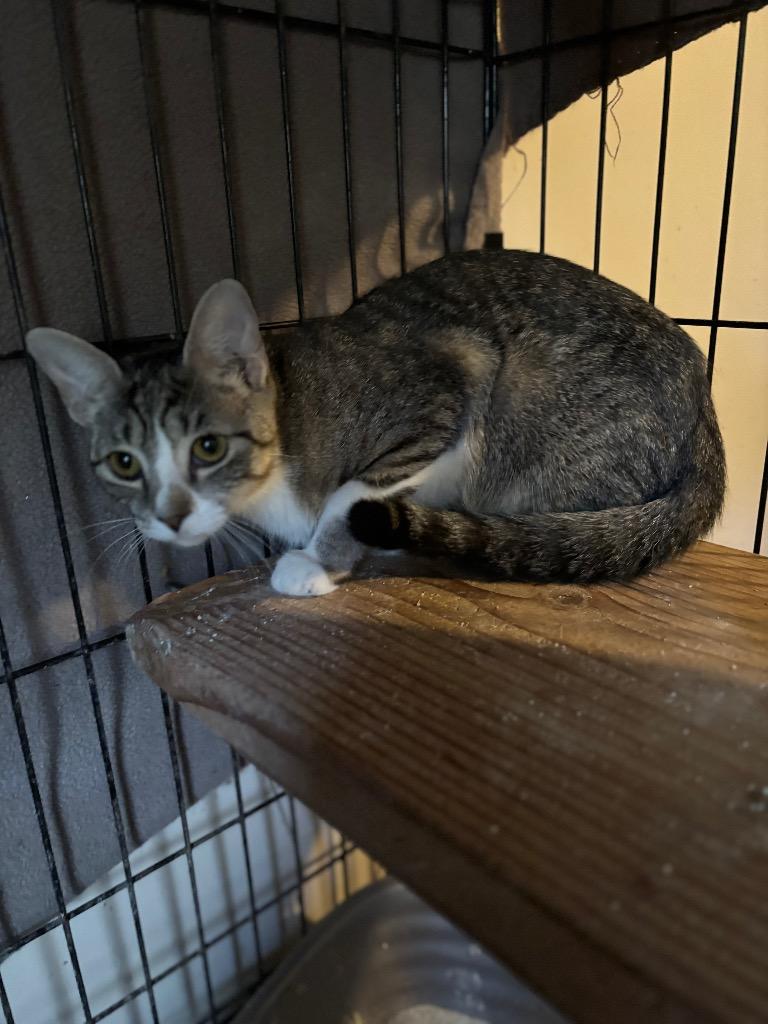 Sedona, Adoptable, Young Female Domestic Short Hair.