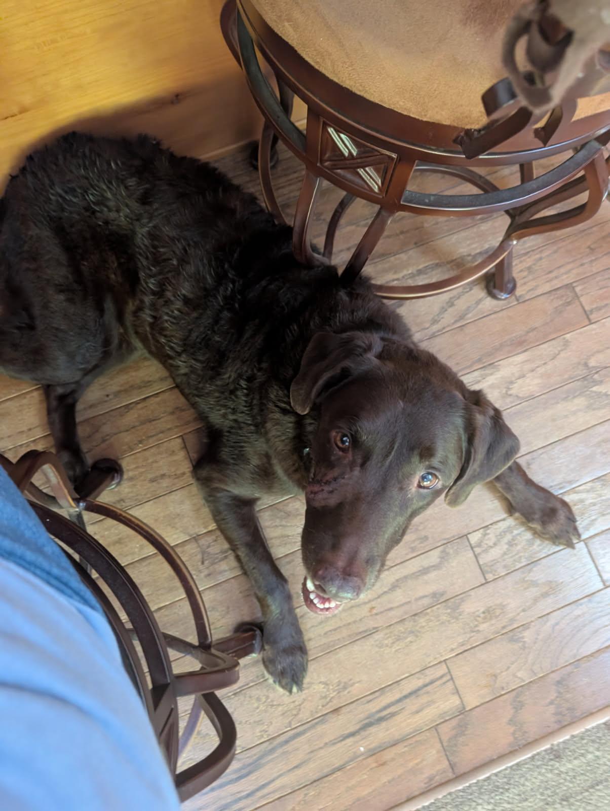 Cocoa, Adopted, Senior Female Chocolate Labrador Retriever.