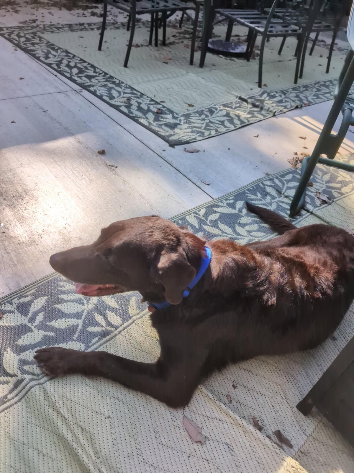 Cocoa, a Adopted Chocolate Labrador Retriever in Indianapolis, IN image 2/2