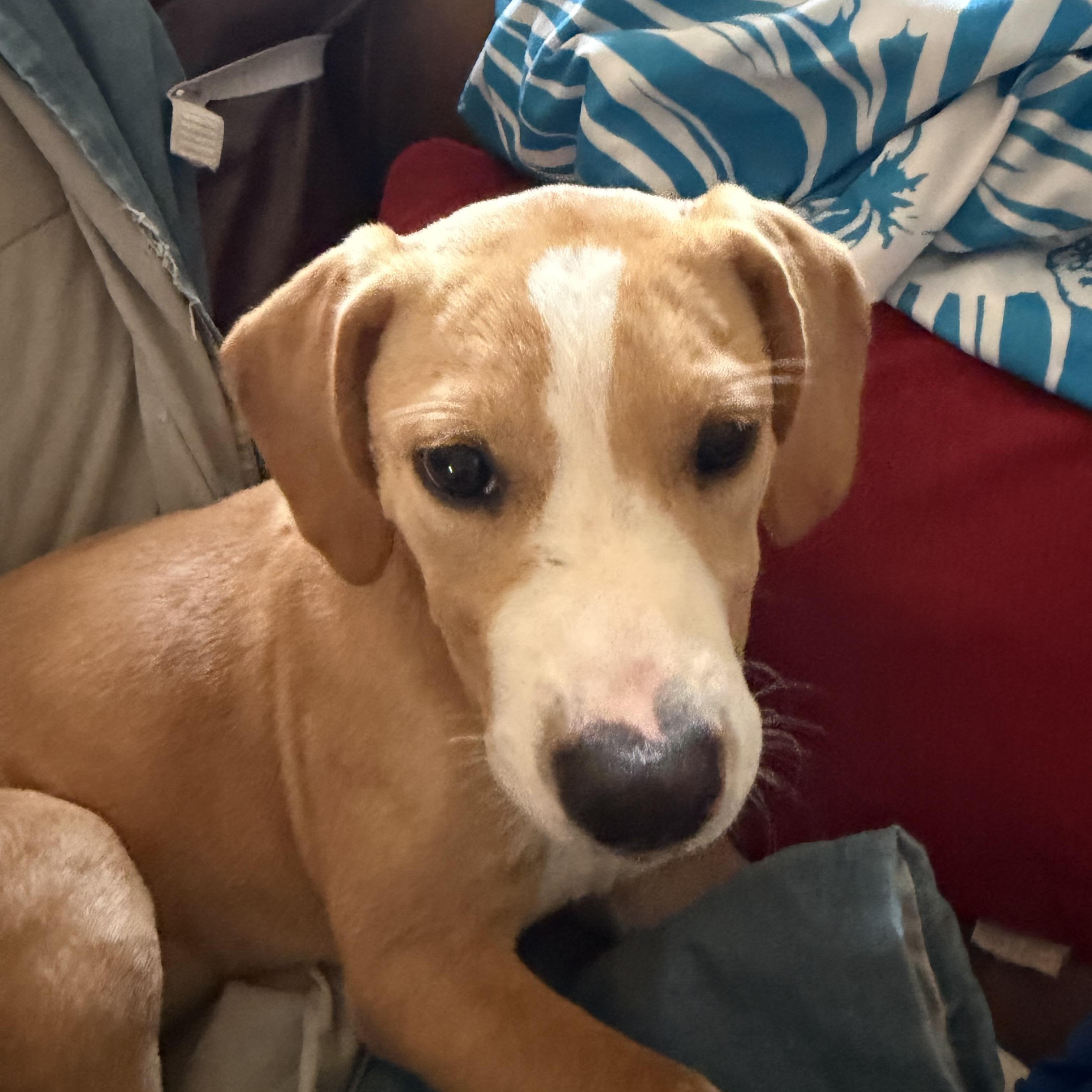 Enlarge Daisy, a ADOPTABLE mixed breed in Monroe, GA image 2/2
