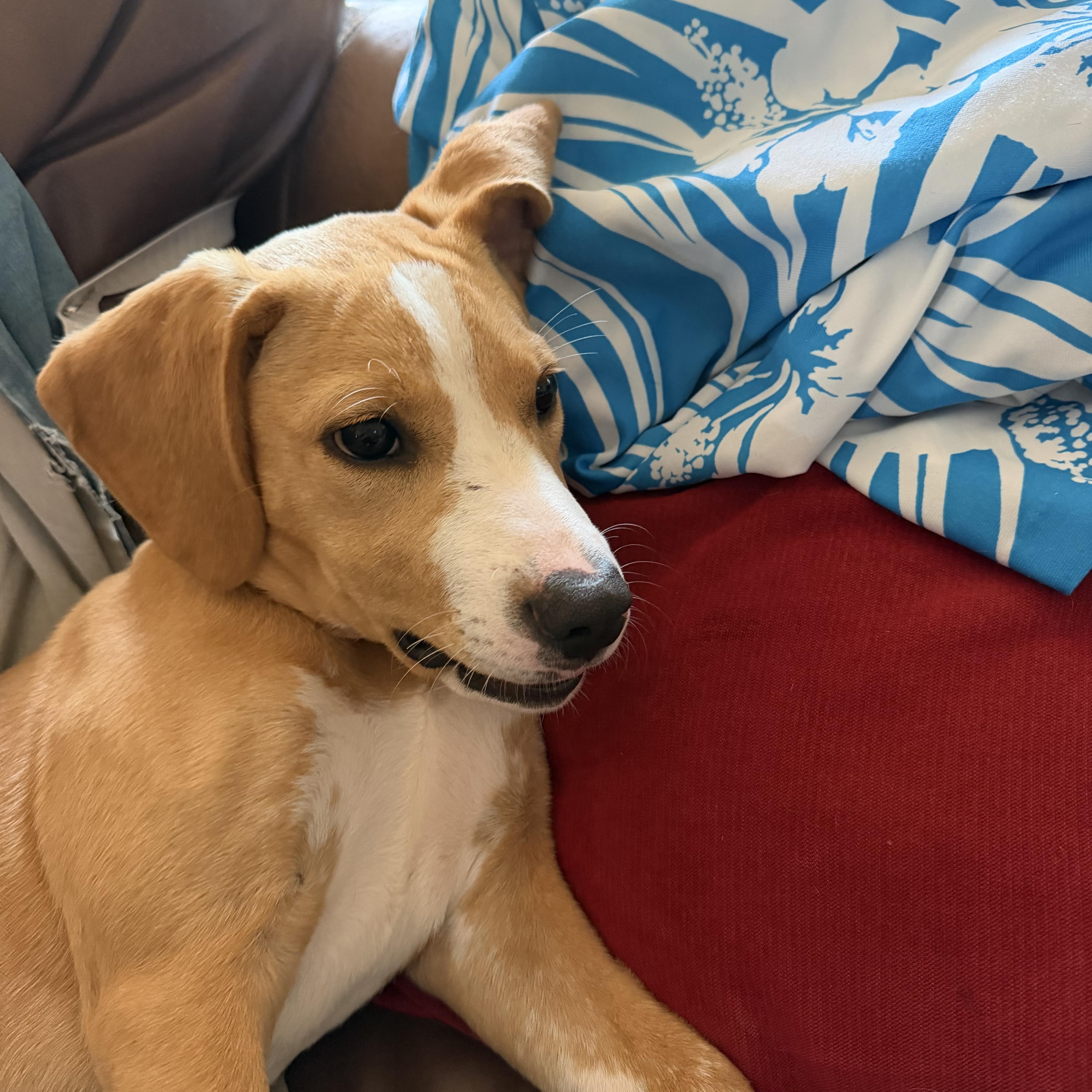 Daisy, ADOPTABLE, Puppy Female Beagle.