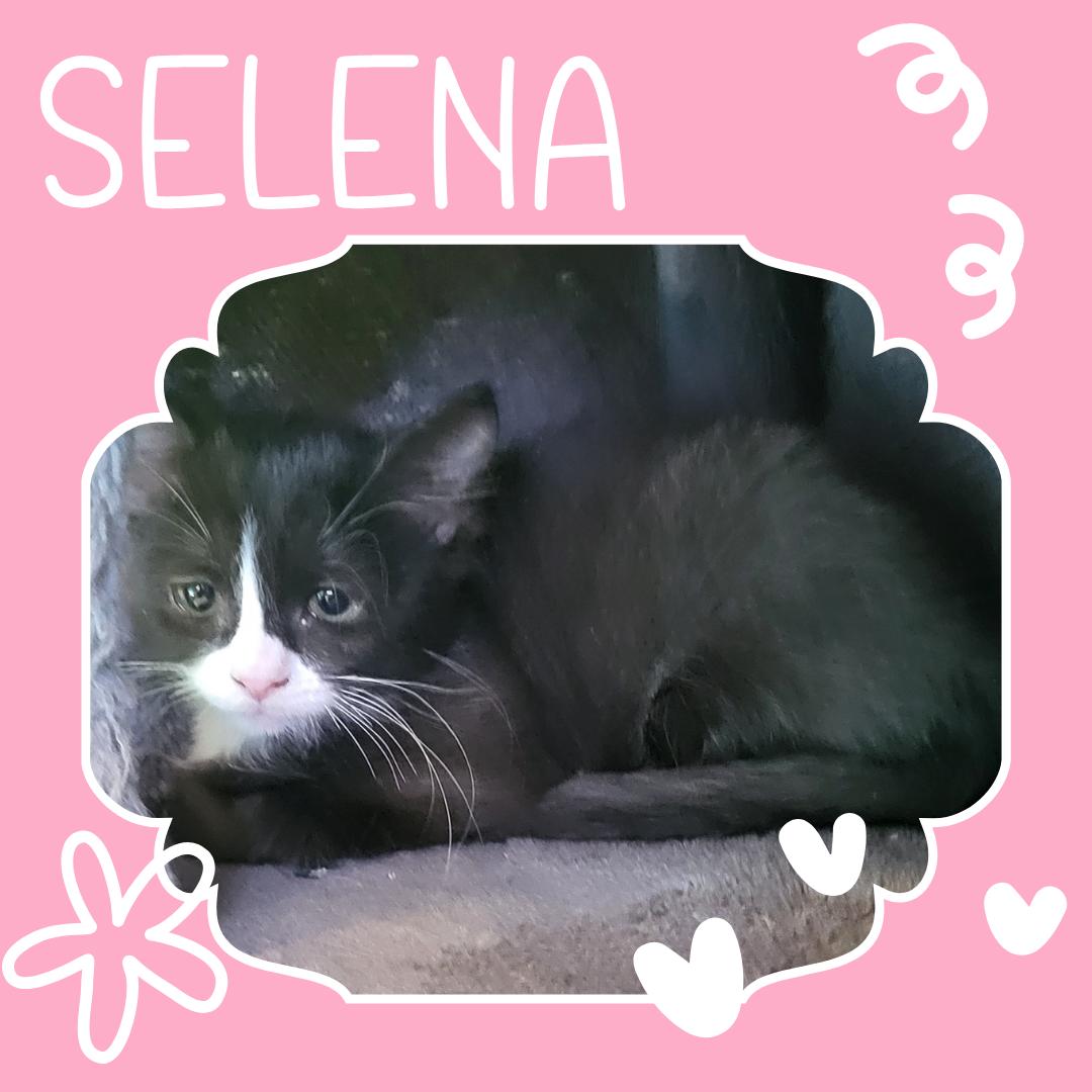 Selena, Adoptable, Kitten Female Domestic Medium Hair.