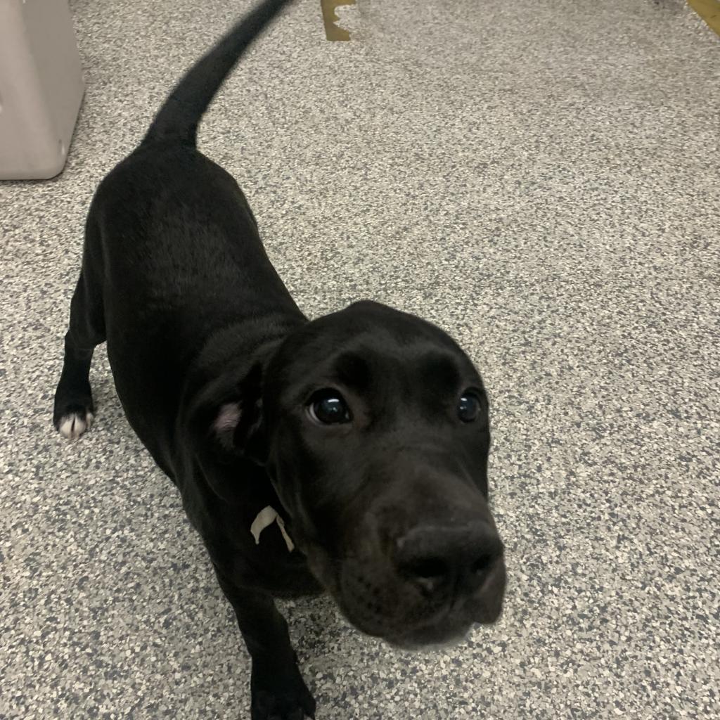 Dusk, a Adoptable mixed breed in St. Peters, MO image 1/6