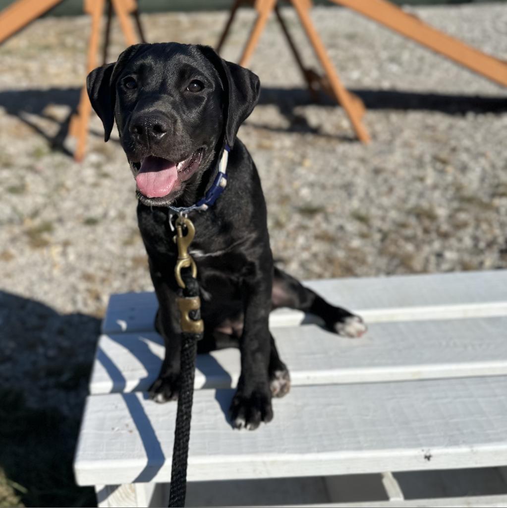 Dusk, Adoptable, Adult Male Pit Bull Terrier & Labrador Retriever.