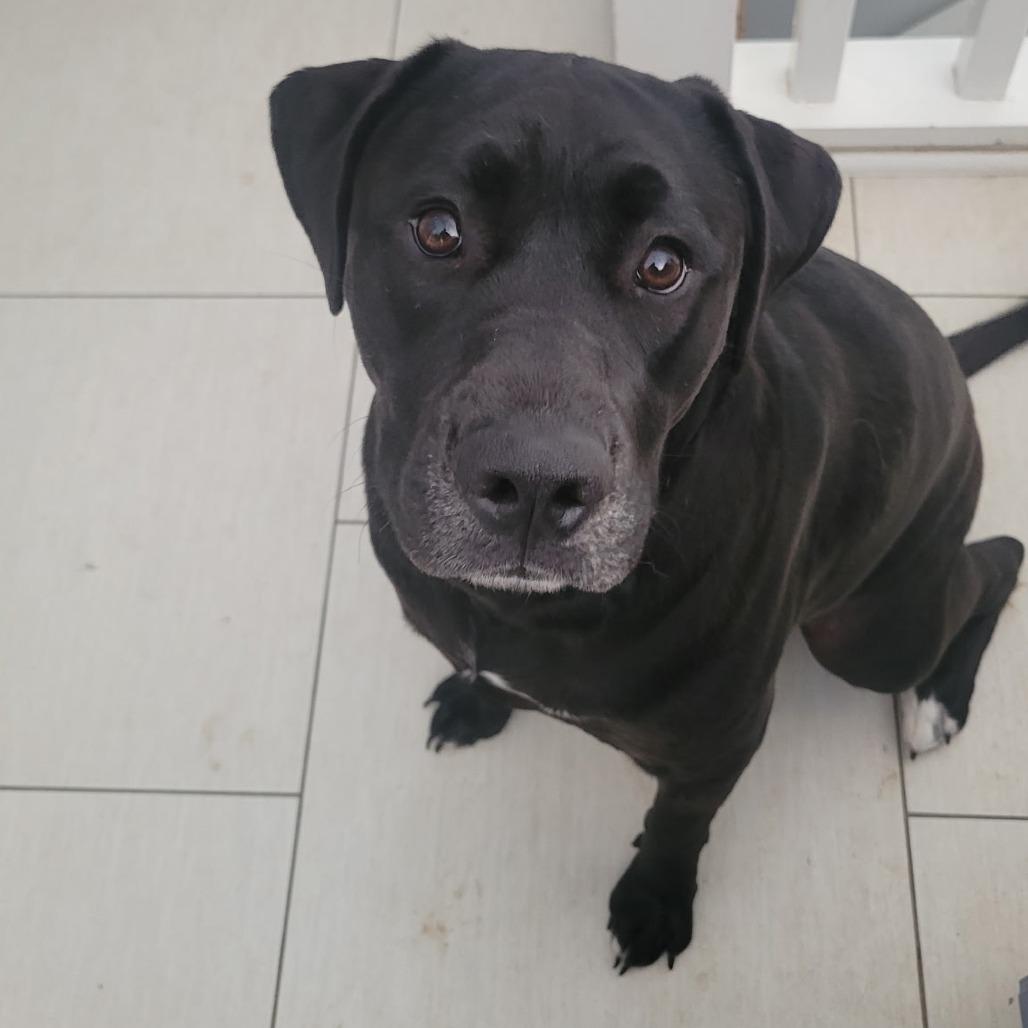 Dusk, Adoptable, Adult Male Pit Bull Terrier & Labrador Retriever.