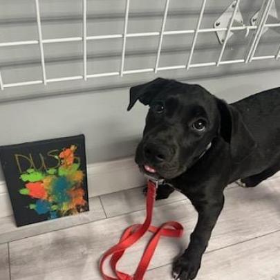 Dusk, a Adoptable mixed breed in St. Peters, MO image 3/6