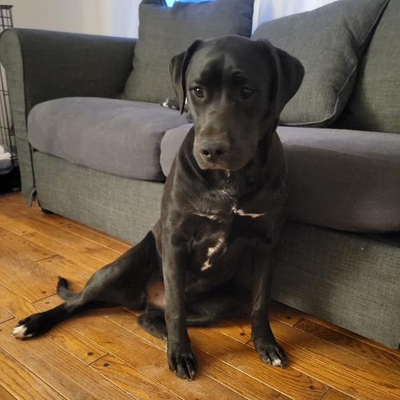 Enlarge Dusk, a Adoptable mixed breed in St. Peters, MO image 3/6