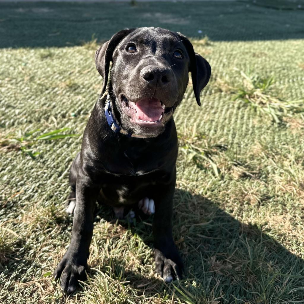 Dusk, a Adoptable mixed breed in St. Peters, MO image 5/6