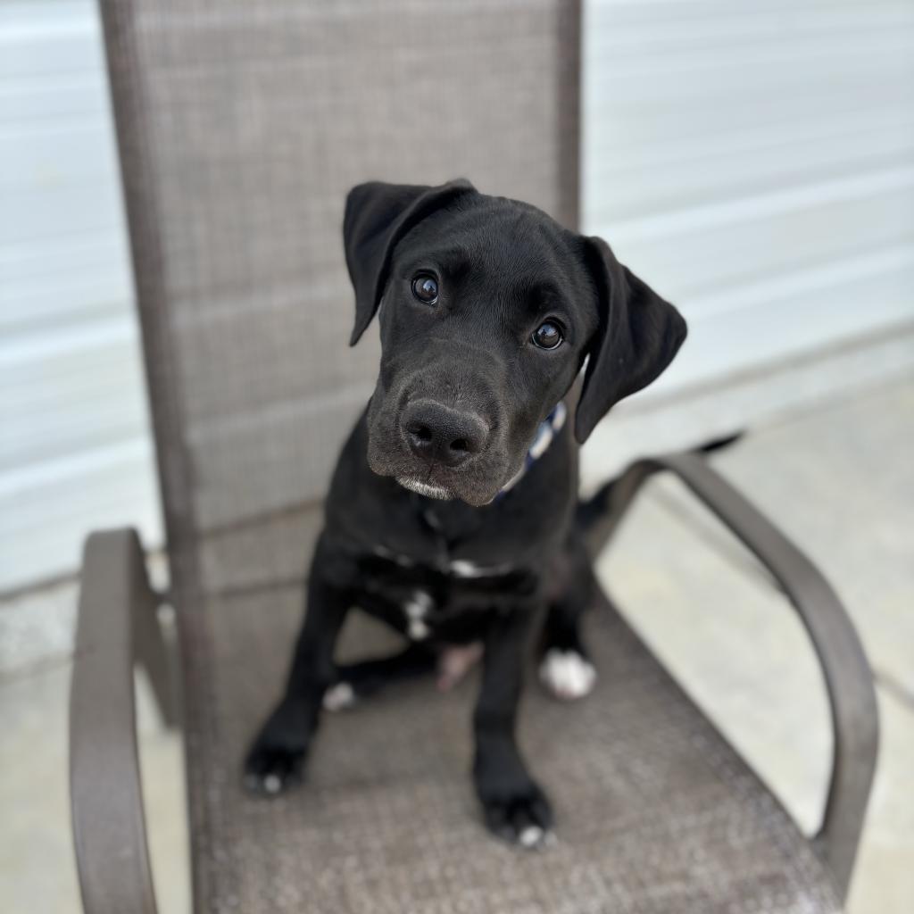 Enlarge Dusk, a Adoptable mixed breed in St. Peters, MO image 4/6