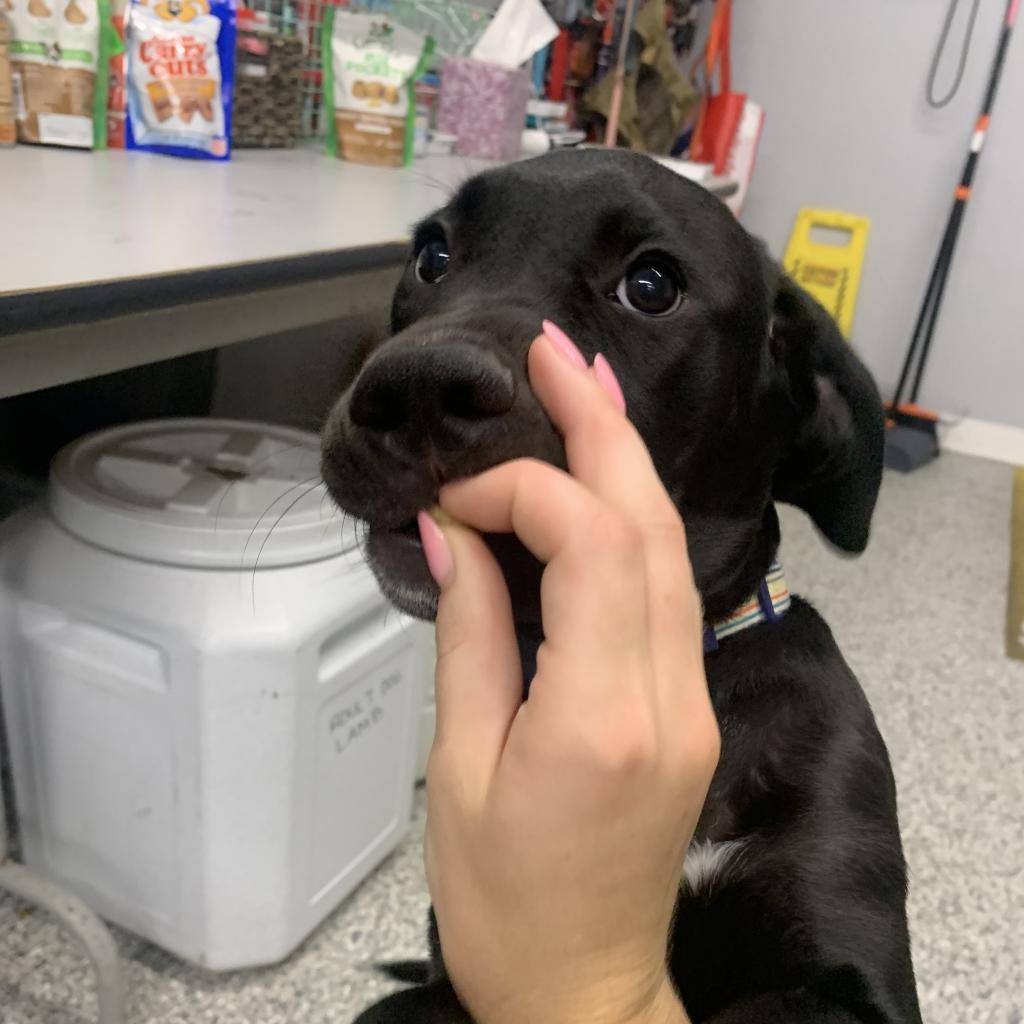 Dusk, a Adoptable mixed breed in St. Peters, MO image 6/6