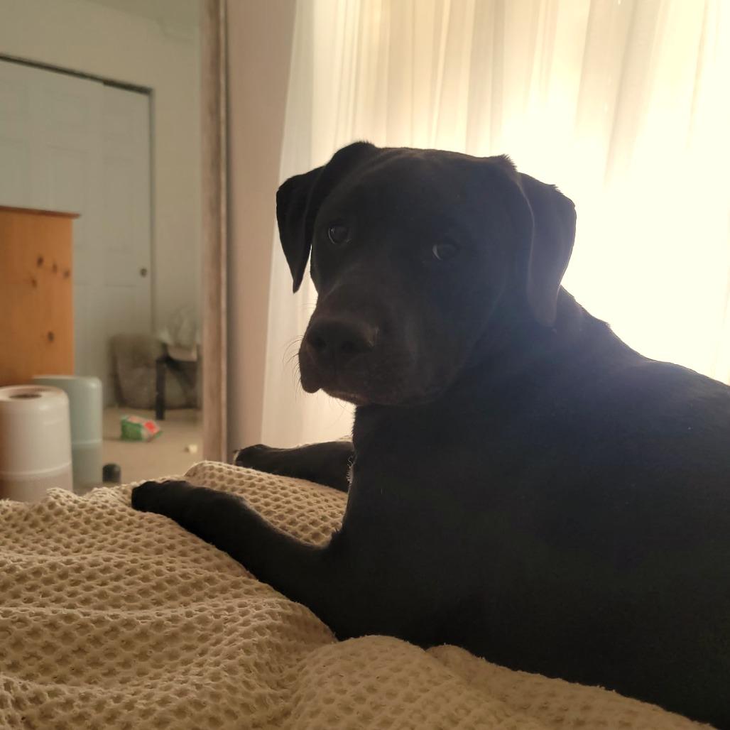 Enlarge Dusk, a Adoptable mixed breed in St. Peters, MO image 3/6