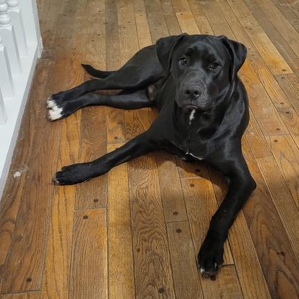 Enlarge Dusk, a Adoptable mixed breed in St. Peters, MO image 5/6