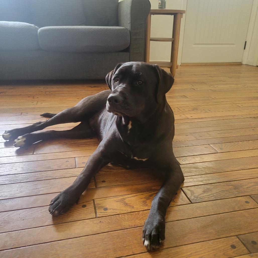 Enlarge Dusk, a Adoptable mixed breed in St. Peters, MO image 5/6