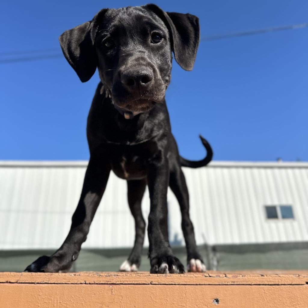 Enlarge Dusk, a Adoptable mixed breed in St. Peters, MO image 6/6