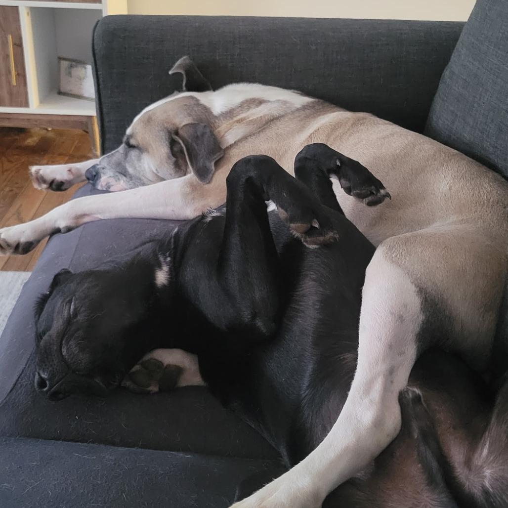 Enlarge Dusk, a Adoptable mixed breed in St. Peters, MO image 6/6