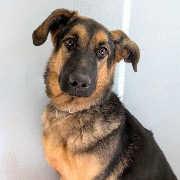 Enlarge Xena, a Adoptable mixed breed in Midland, TX image 4/4