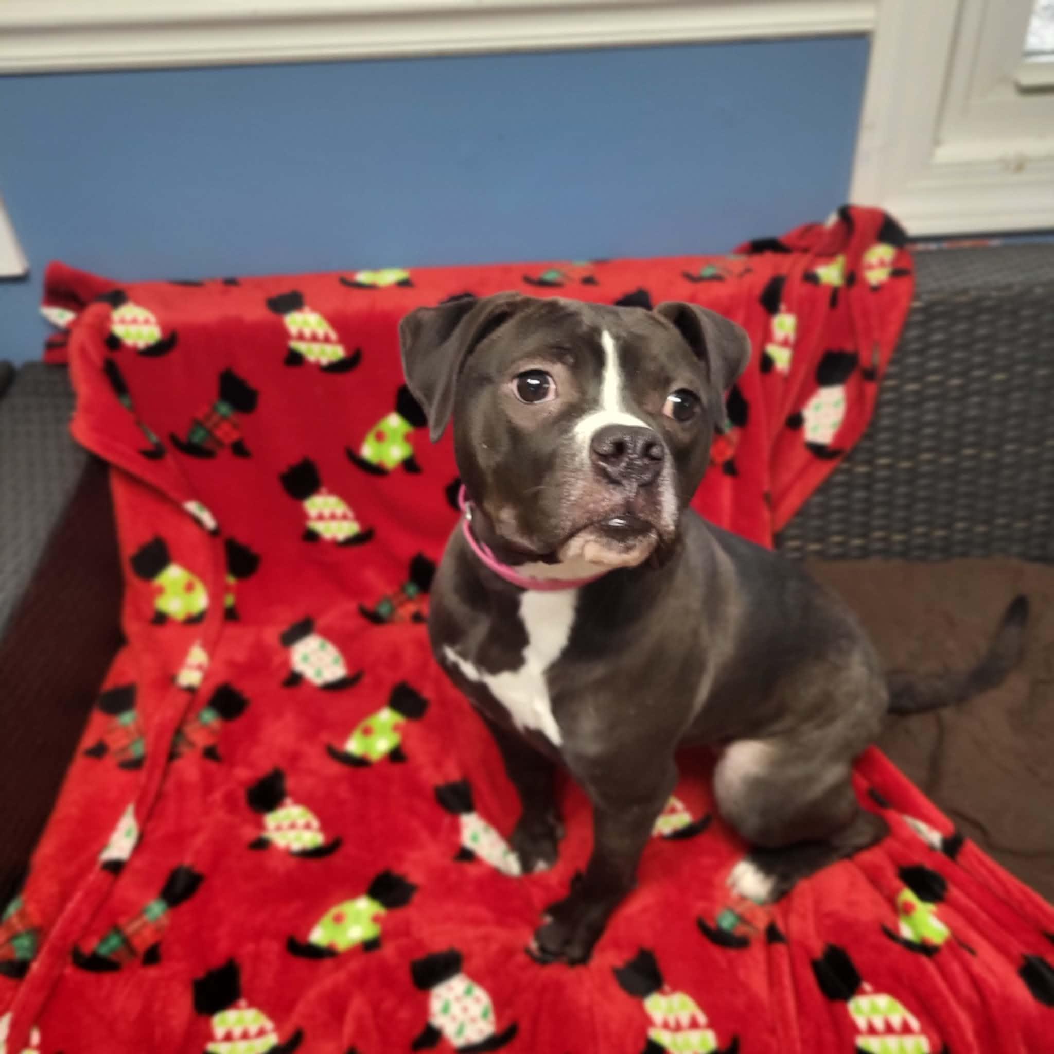 Gloria, ADOPTABLE, Young Female American Bulldog.