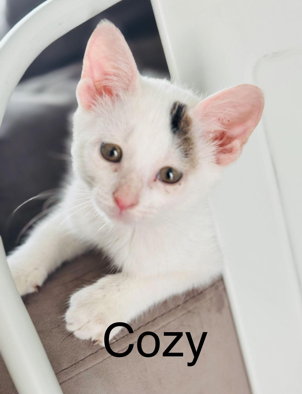 Cozy, Adopted, Young Male Domestic Short Hair.