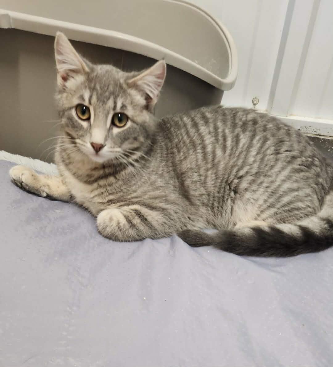 Darsay, a ADOPTABLE Tabby in Le Mars, IA image 2/3