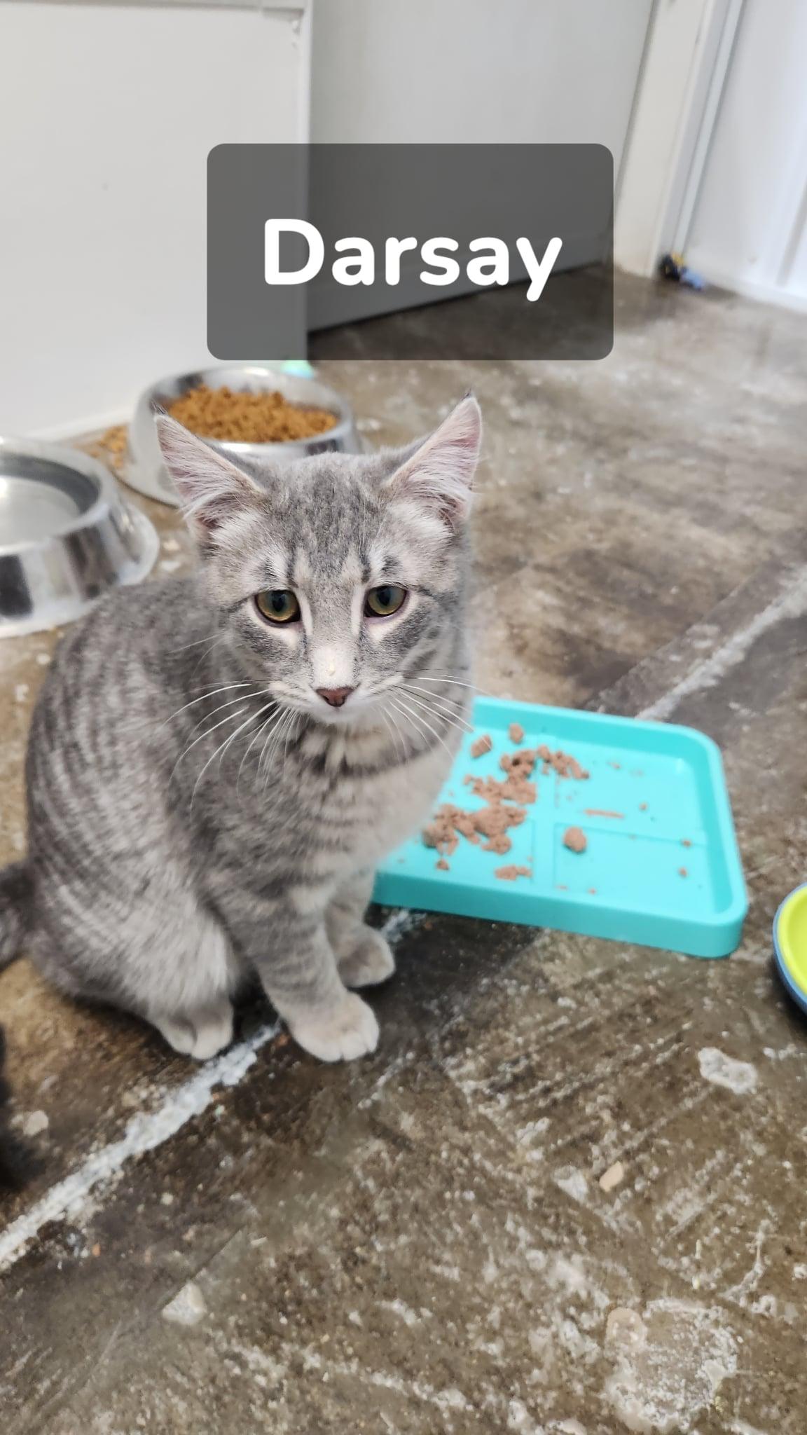 Darsay, a ADOPTABLE Tabby in Le Mars, IA image 1/3