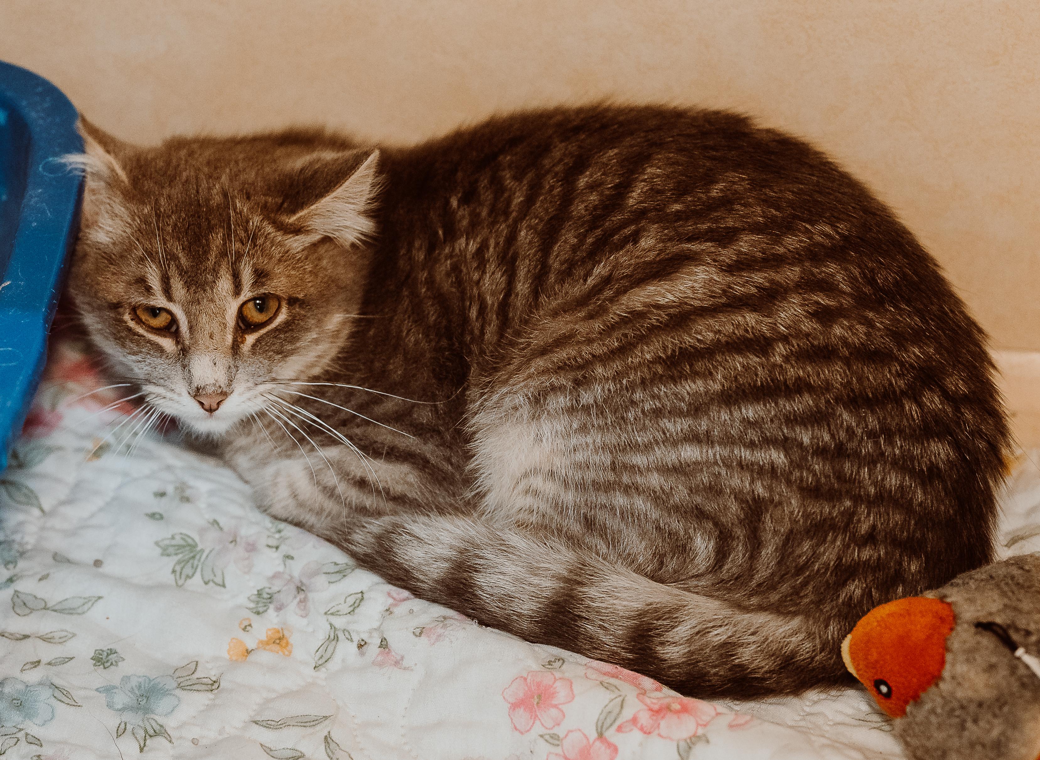 Darsay, a ADOPTABLE Tabby in Le Mars, IA image 3/3