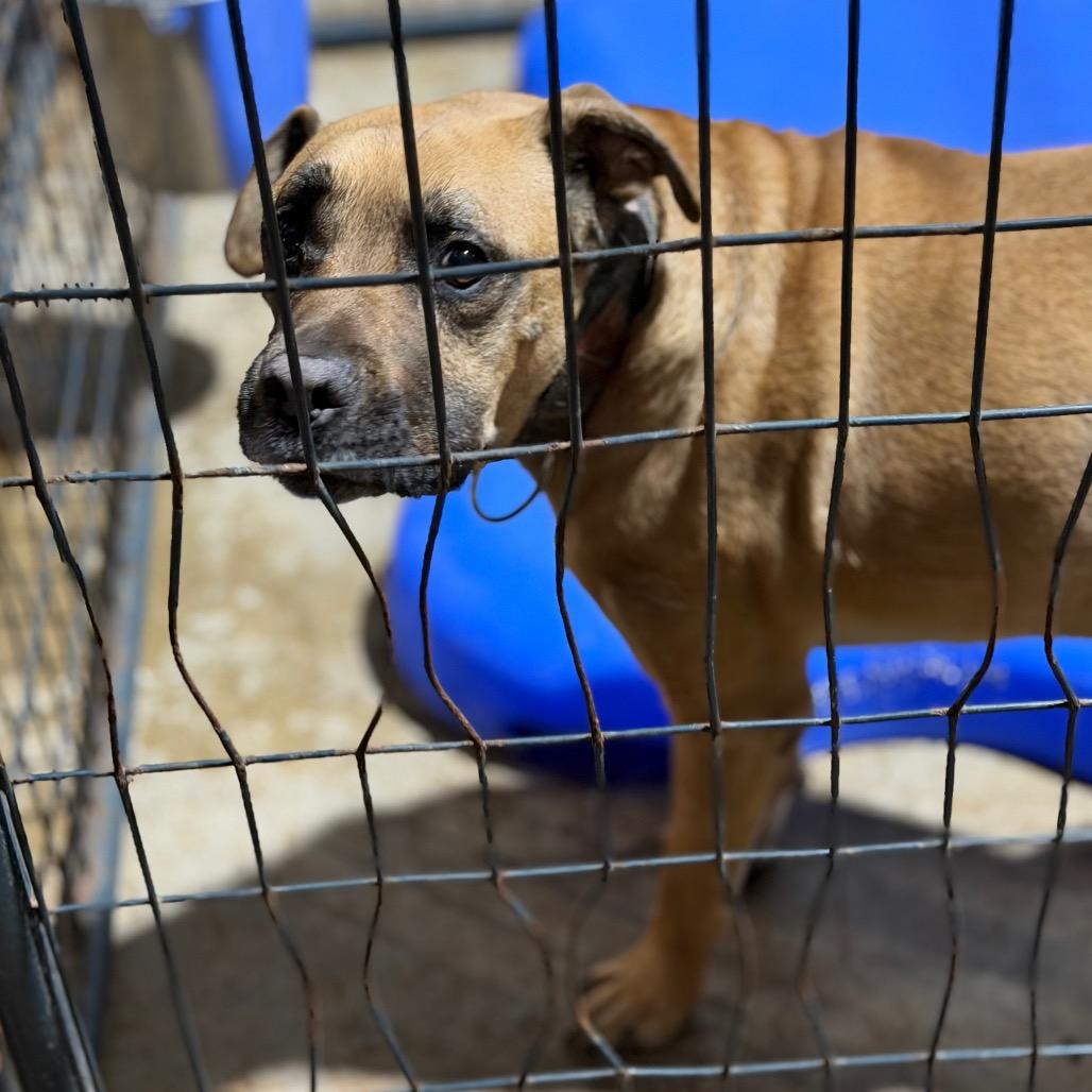 Kobe (Joey), Adoptable, Senior Male Boxer & Mixed Breed.